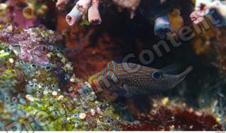 Philippines - Underwater life 0046